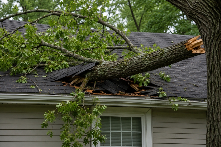Falling Tree Branches Sudden Storm Damage